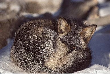 治愈系沙盒建造游戏《Gourdlets》现已推出试玩Demo 正式版8月16日发行