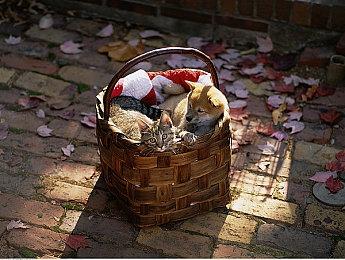 横版过关游戏《symphonia》免费上架GOG 曾获9项大奖